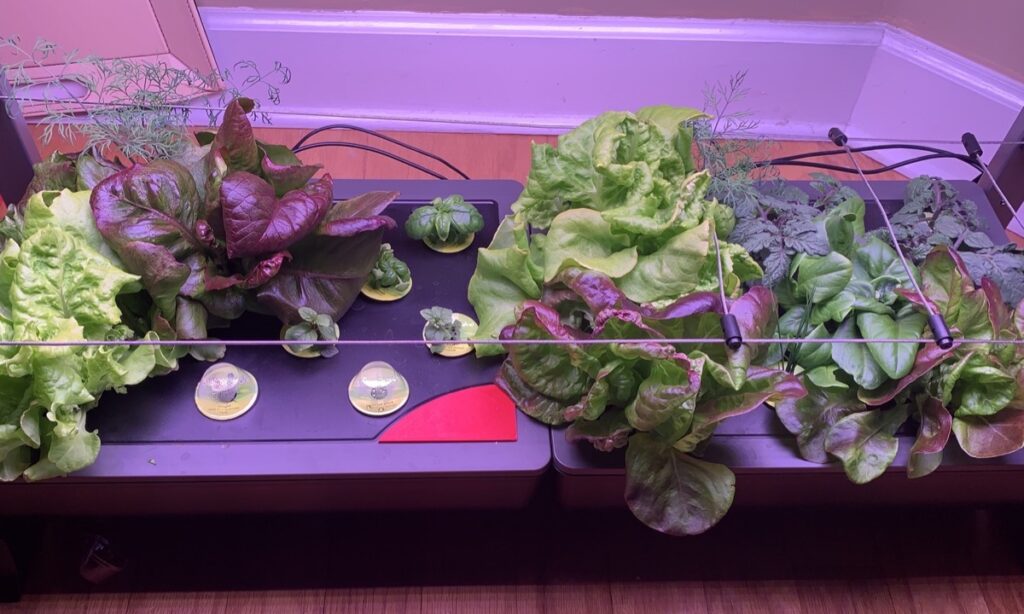 Overgrown Lettuce in AeroGarden Farm 24 After