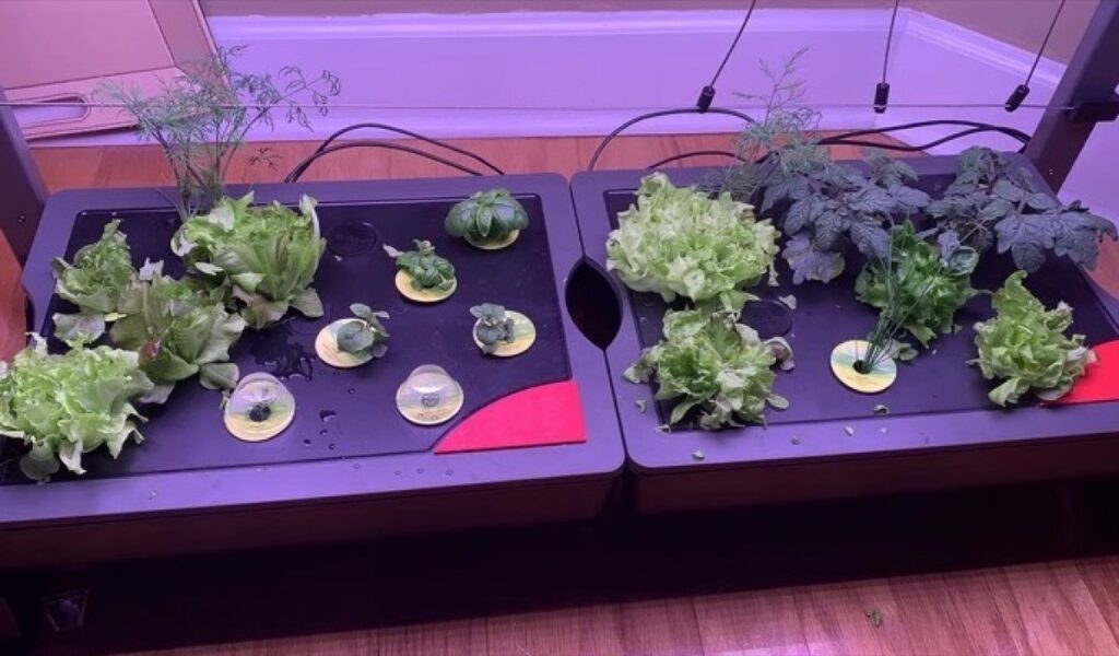 Overgrown Lettuce in AeroGarden Farm 24 After