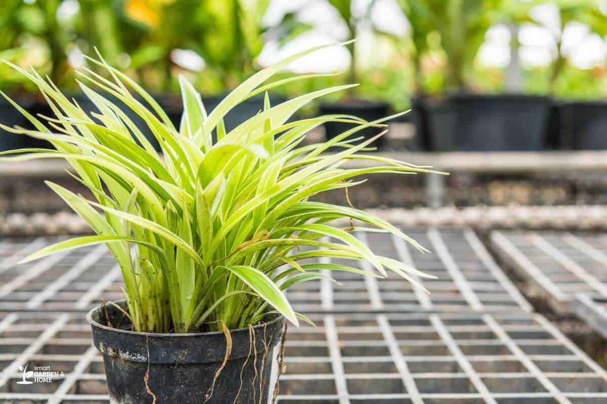 Overwatered Spider Plant