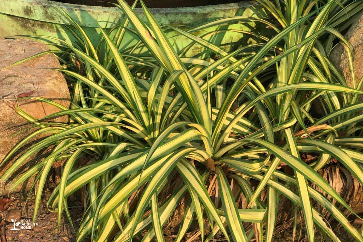 Overwatered Spider Plant