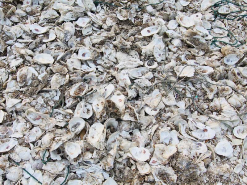 Oyster Shells