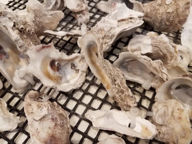 Oyster Shells