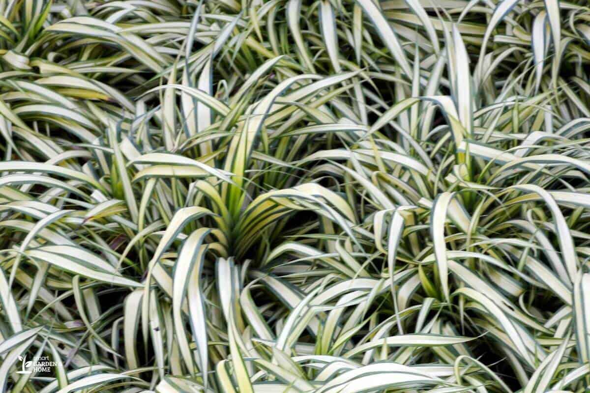 Pale Spider Plant Due To OverWatering