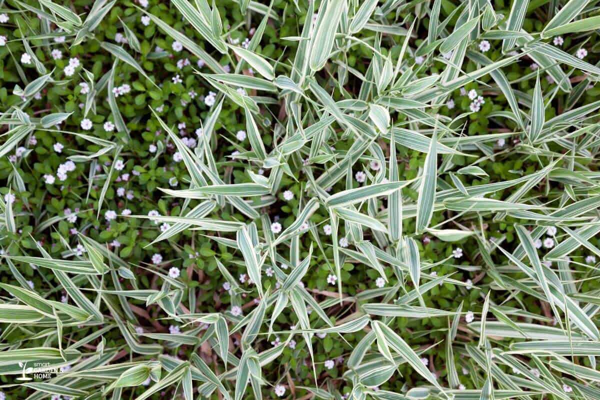 Pale Spider Plant Due To Poor Fertilizer