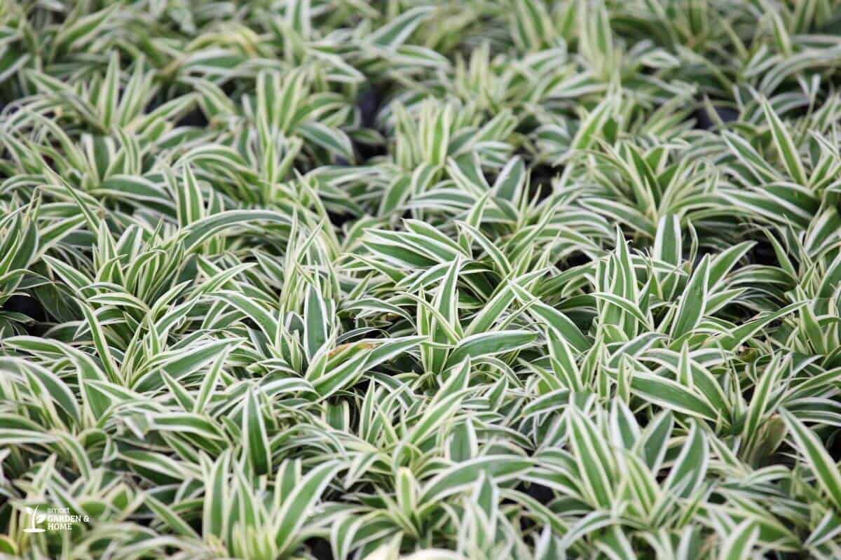 Pale Spider Plant Due To Underwatering