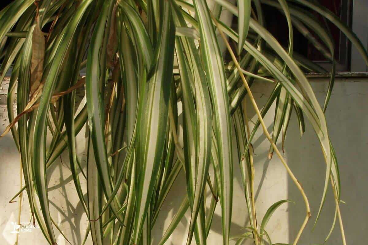 Pale Spider Plant Due To Underwatering