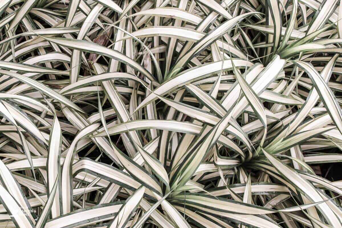 Pale Spider Plant Leaves Without Light