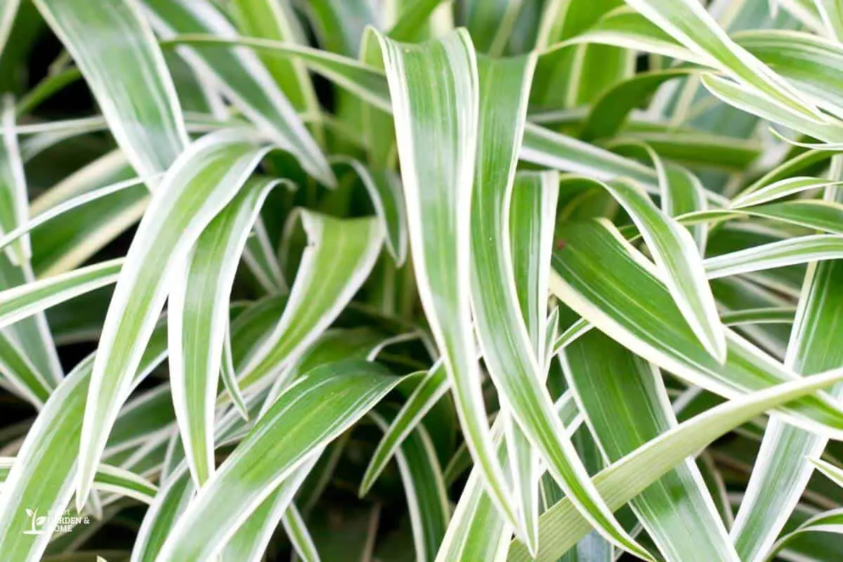Pale Spider Plant Leaves