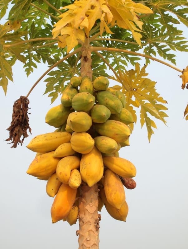 Papayas Growing on Trees