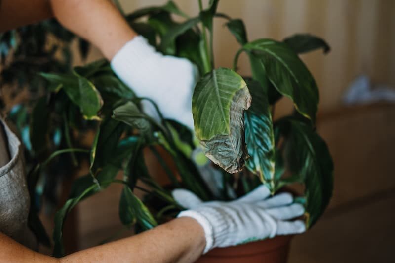 Peace Lily Leaves Turning Brown and Black