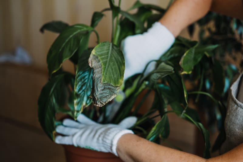 Peace Lily Leaves Turning Brown and Black