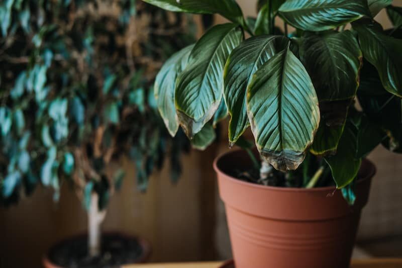 Peace Lily Leaves Turning Brown with Brown Tips