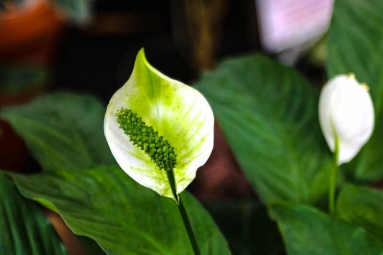 5 Reasons for Peace Lily Flowers Turning Green - Smart Garden and Home