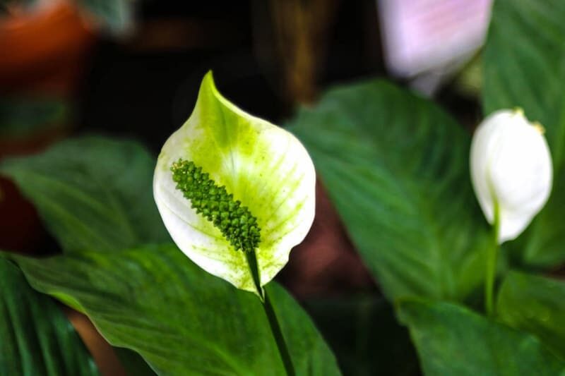 Peace Lily Flowers Turning Green