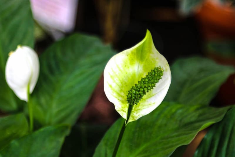 Peace Lily Flowers Turning Green