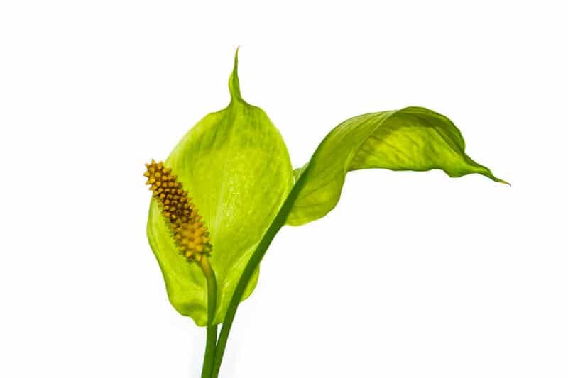 Peace Lily Flowers Turning Green