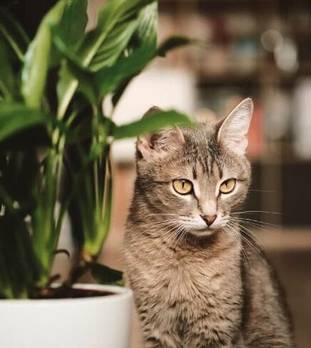 Peace Lily Plant is Toxic to Cats