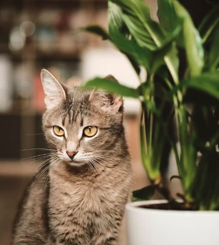 Peace Lily Plant is Toxic to Cats