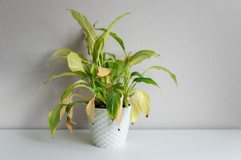 10 Causes For Peace Lily Leaves Turning Yellow - Smart Garden and Home