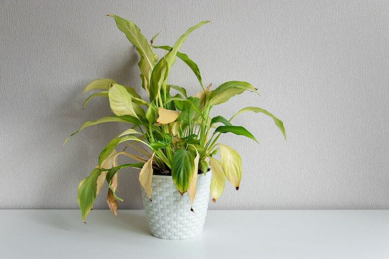 Peace Lily Leaves Turning Yellow