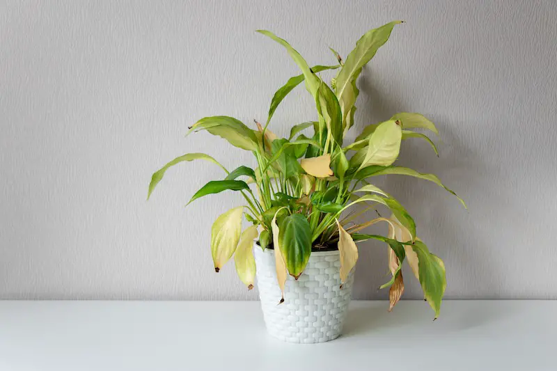 Peace Lily Leaves Turning Yellow