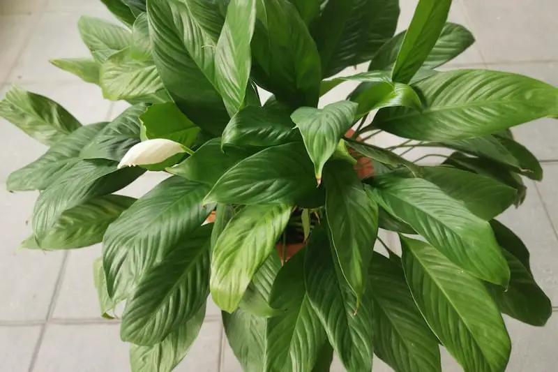 Peace Lily and Pot
