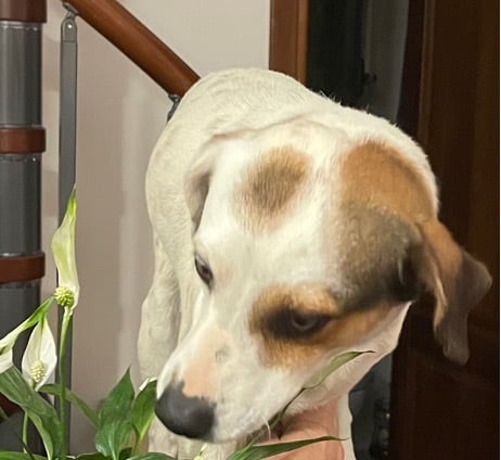 Peace Lily Spathiphyllum Poisonous Plant and Dog