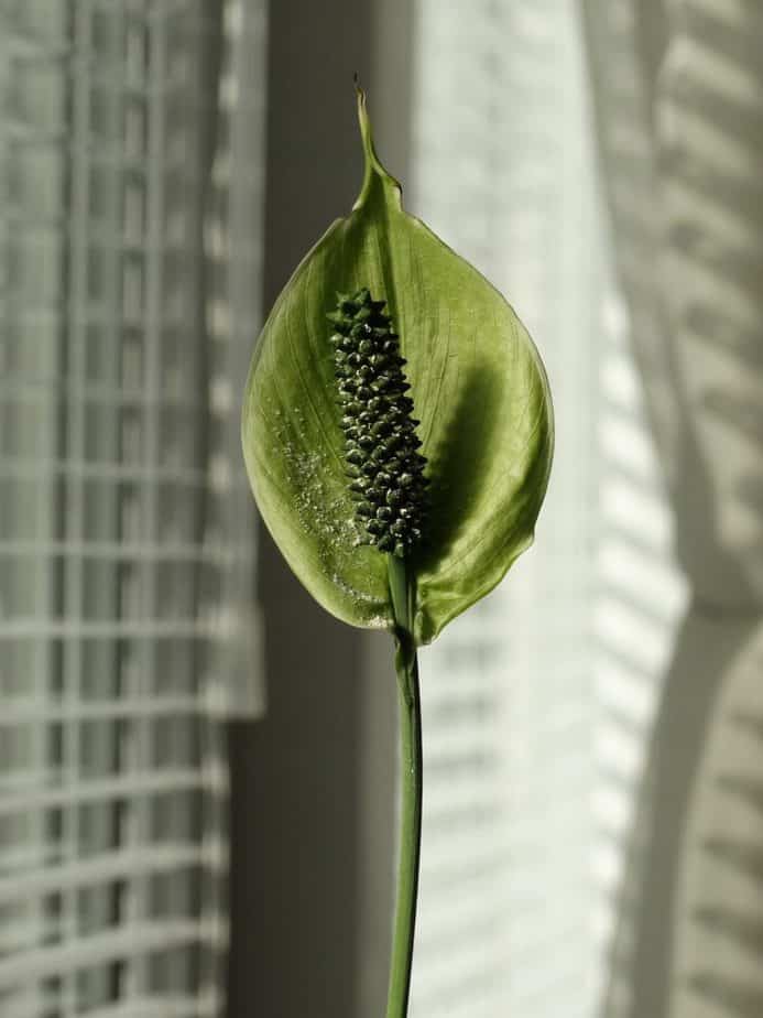 Peace Lily Spathiphyllum Poisonous Plant Green Bloom