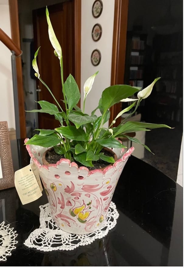 Peace Lily Spathiphyllum Plant on Table