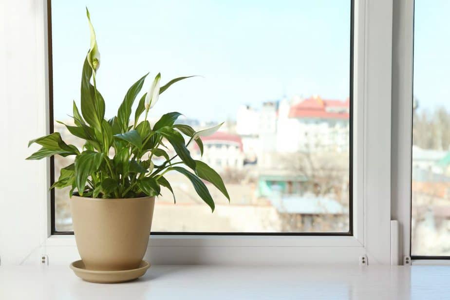 Peace Lily Spathiphyllum Plant on Window Sill