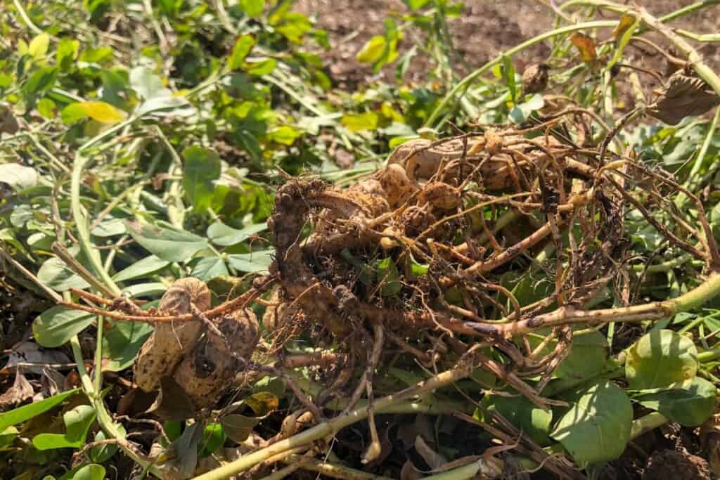 Growing Peanut Plants