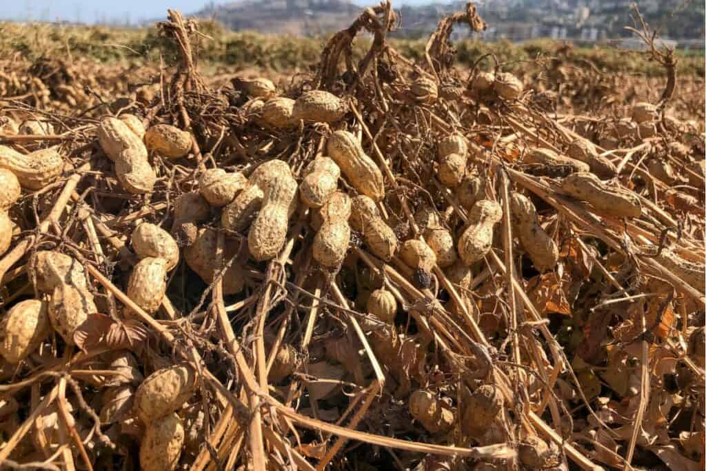 Field of Peanut Plants Growing