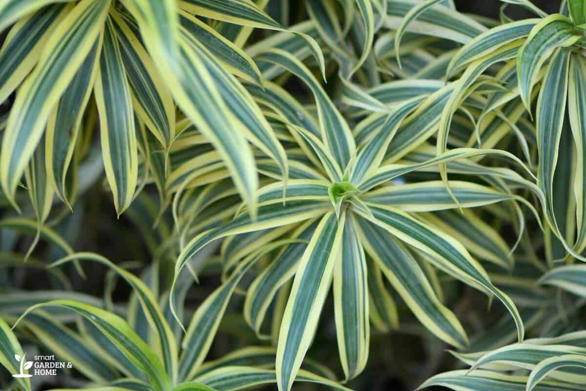 Perfectly Trimmed and Grown Spider Plant