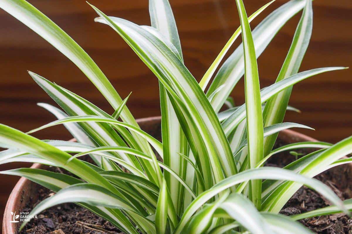 Perfectly Trimmed Spider Plant