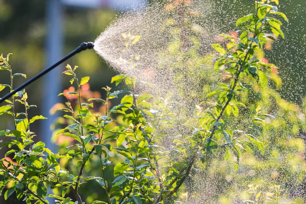 Pesticide as a Way to Get Rid of Ants in Vegetable Gardens