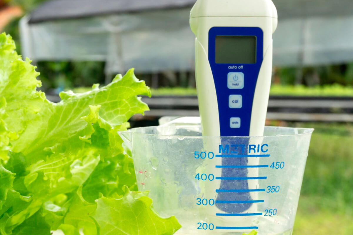 Checking pH Levels in Hydroponic Water