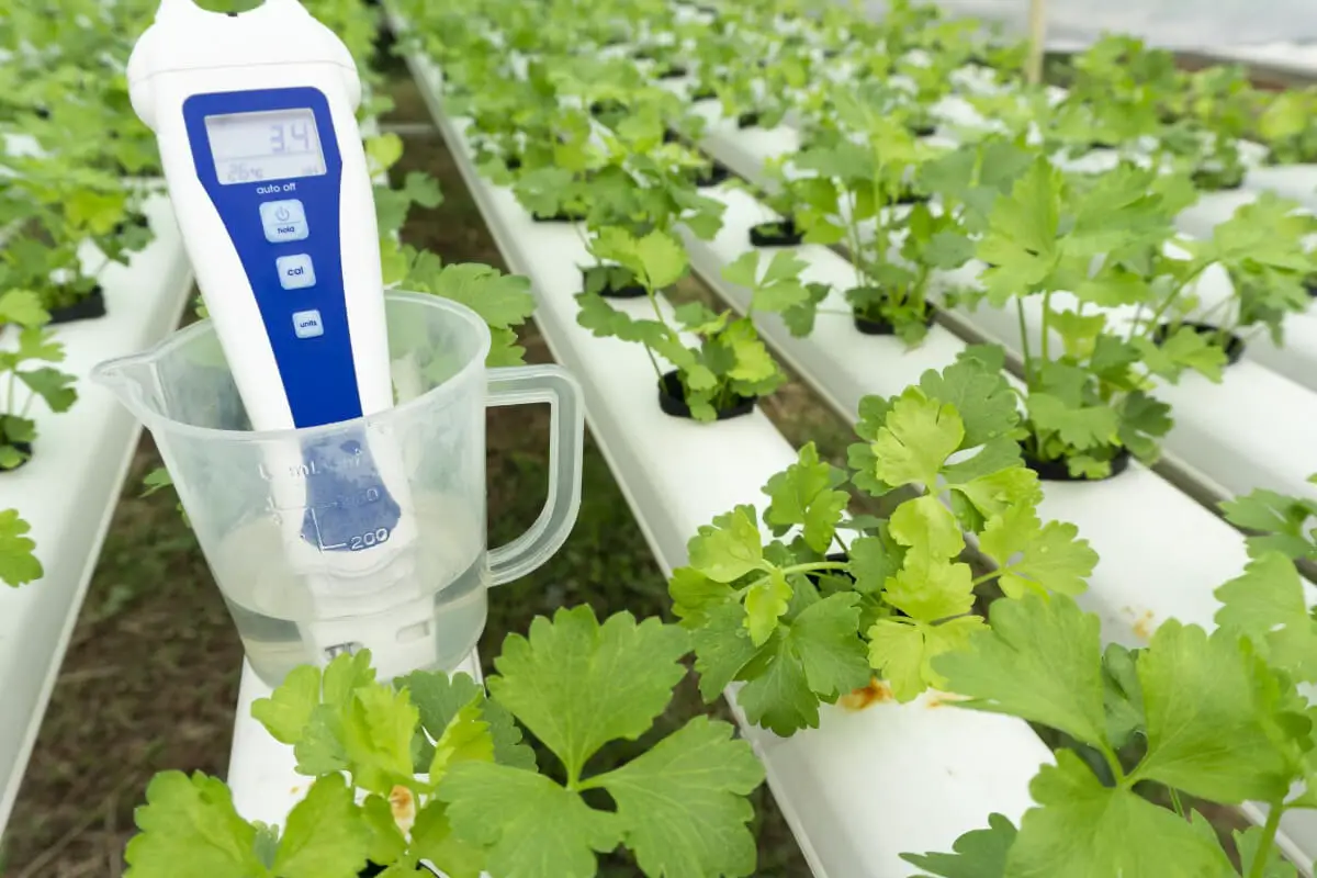 Check the pH Levels for Hydroponics