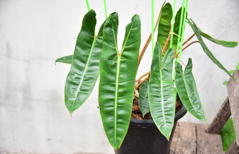 Philodendron Billietiae