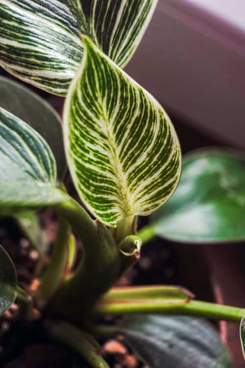 Philodendron Birkin Leaves