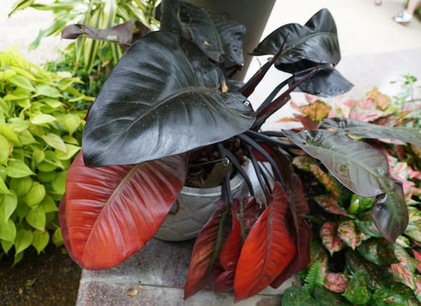 Philodendron Black Cardinal Plant