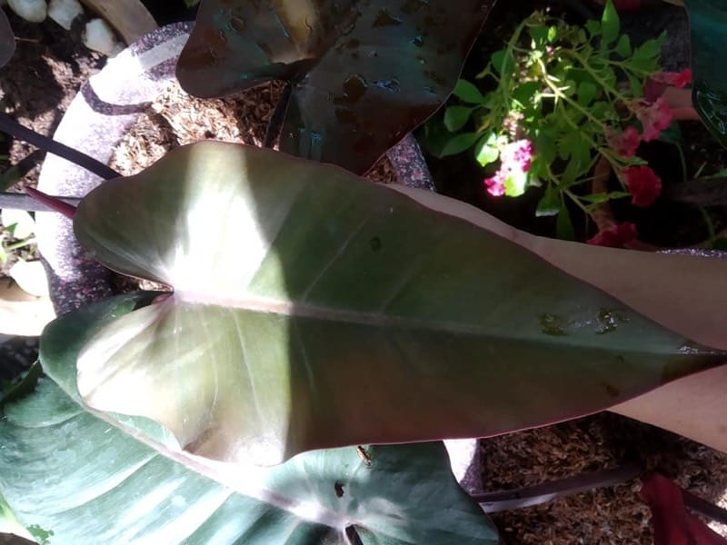 Philodendron Black Knight