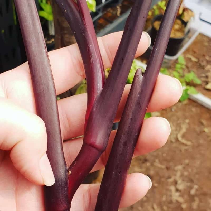 Philodendron Black Knight Stems