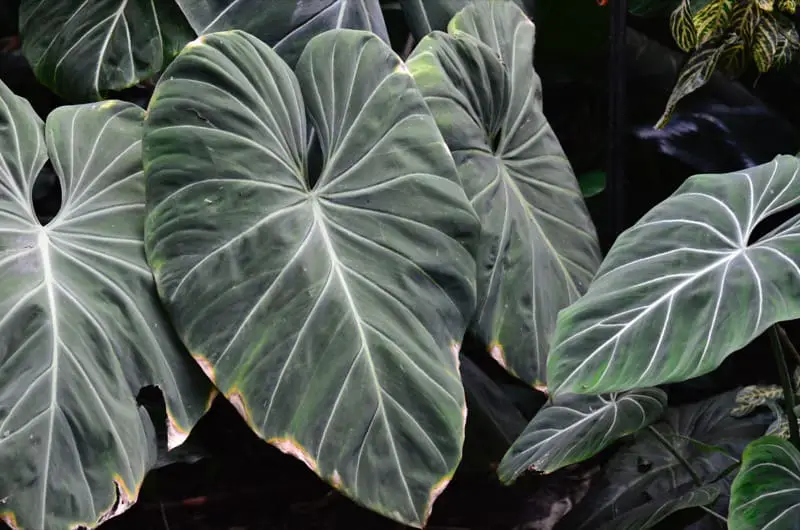 Philodendron Gloriosum Leaves with Brown Tips