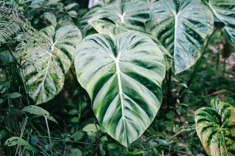 Philodendron Gloriosum Leaves with Brown and Yellow Spots