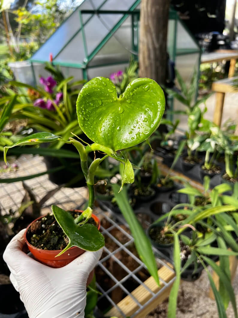 A gloved hand holds a small potted philodendron grazielae with a heart-shaped leaf covered in water droplets.