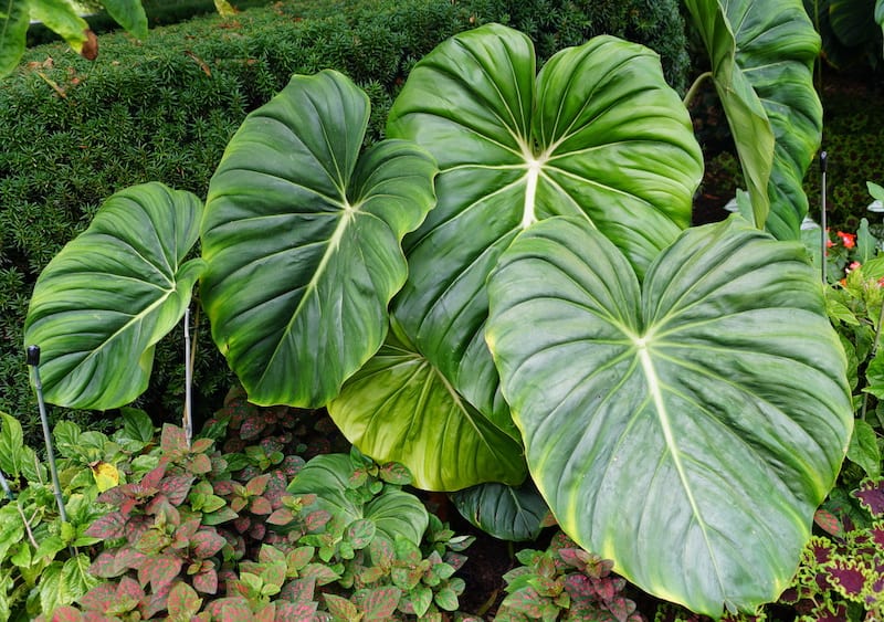 Philodendron McDowell Leaves