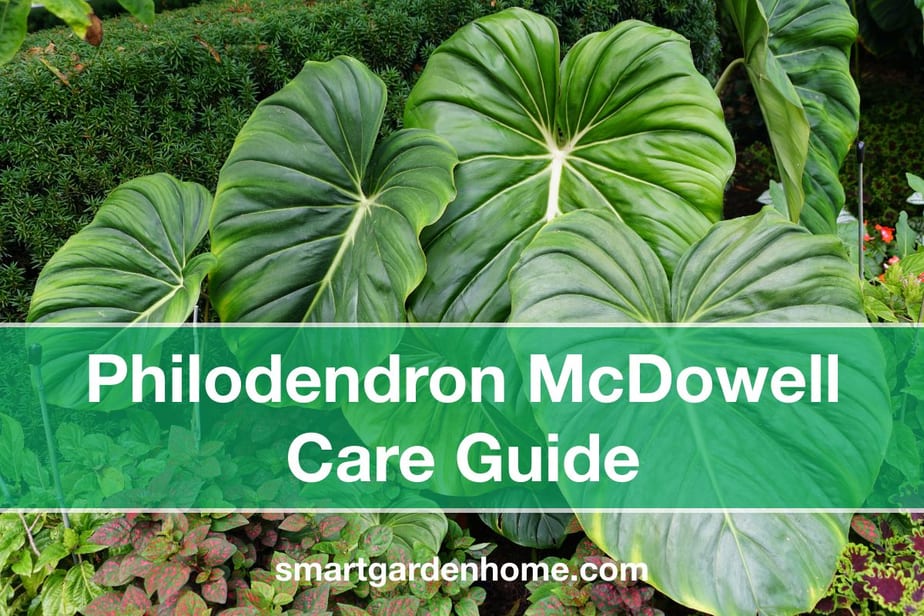 Philodendron McDowell Care And Grow Guide - Smart Garden And Home