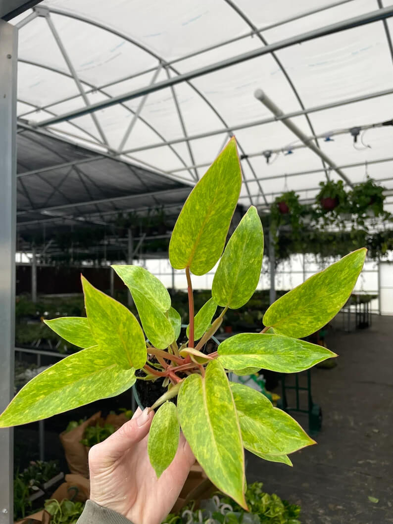 A person holding a small philodendron painted lady plant with elongated, green, and yellow-speckled leaves, under a greenhouse roof with various other plants visible in the background.