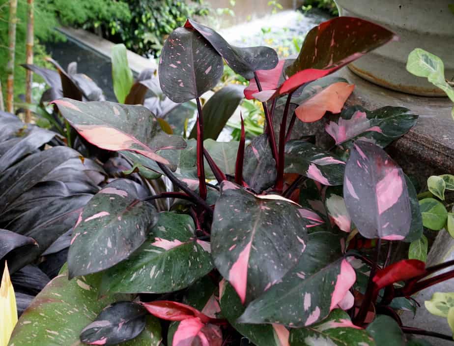 Philodendron Pink Princess Leaves