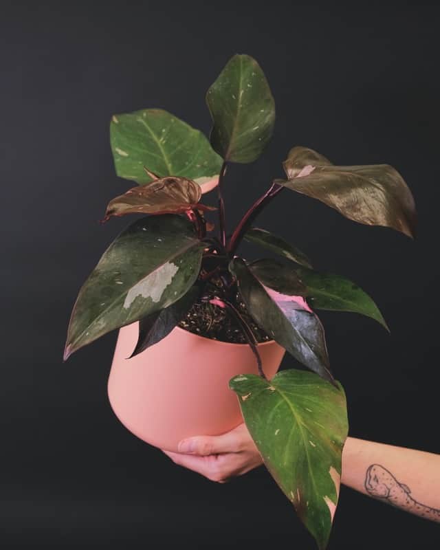 Philodendron Pink Princess Leaves